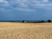 Weites Kornfeld mit der Årsdale Windmühle dahinter